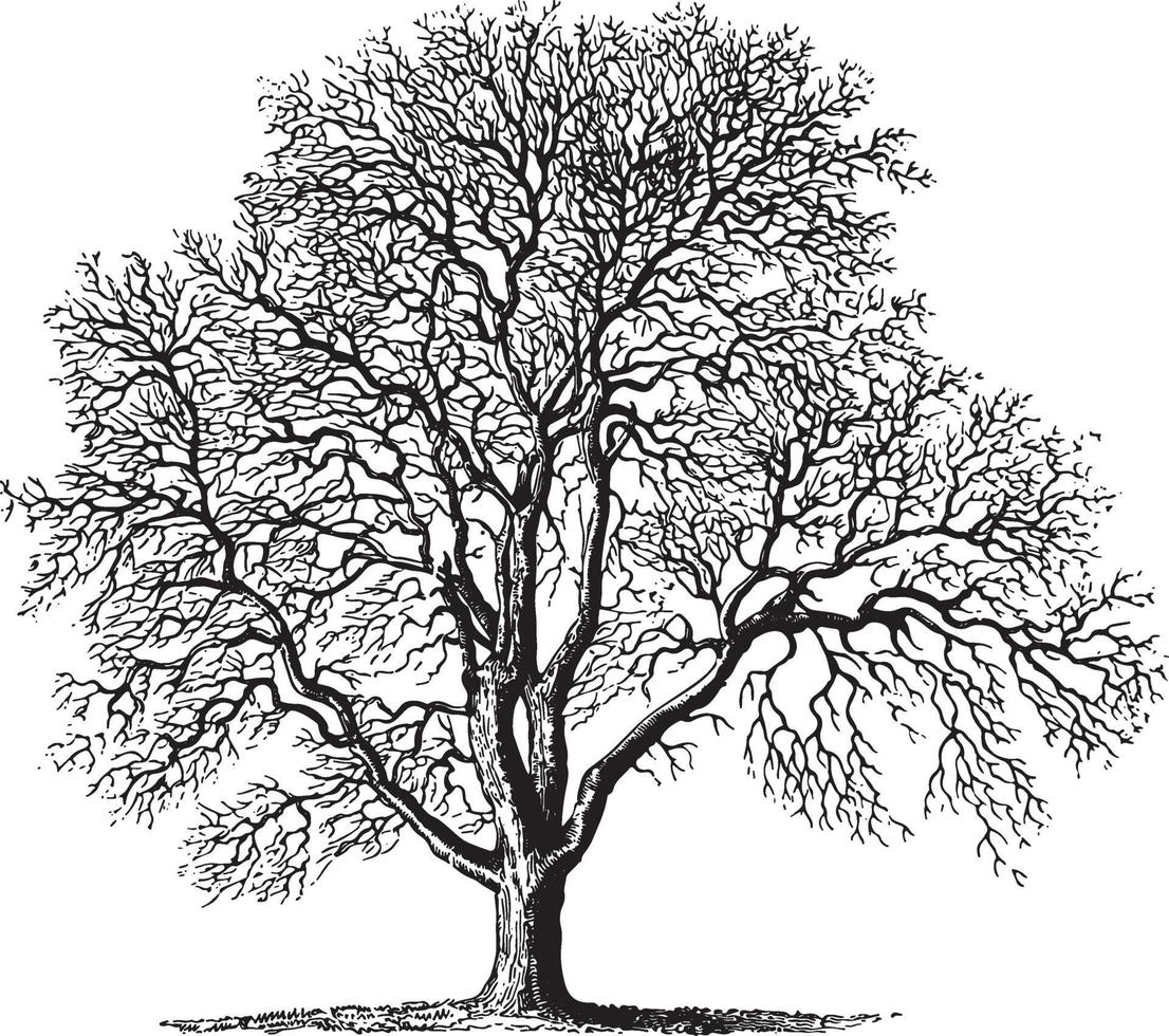 Vintage Illustrationen des Walnussbaums vektor