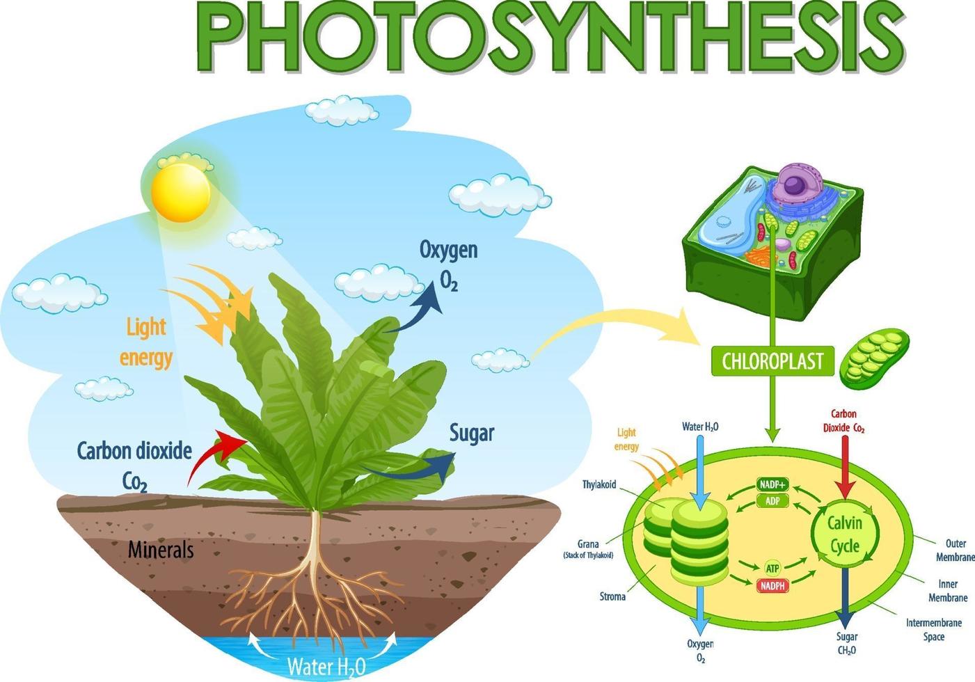 Diagramm, das den Prozess der Photosynthese in Pflanzen zeigt vektor