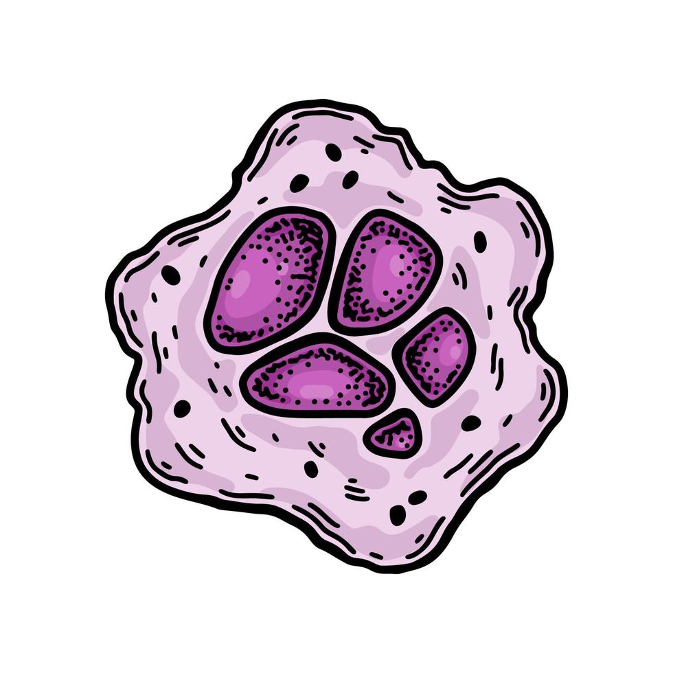 megakaryocyt blod cell isolerat på vit bakgrund. hand dragen vetenskaplig mikrobiologi vektor illustration i skiss stil