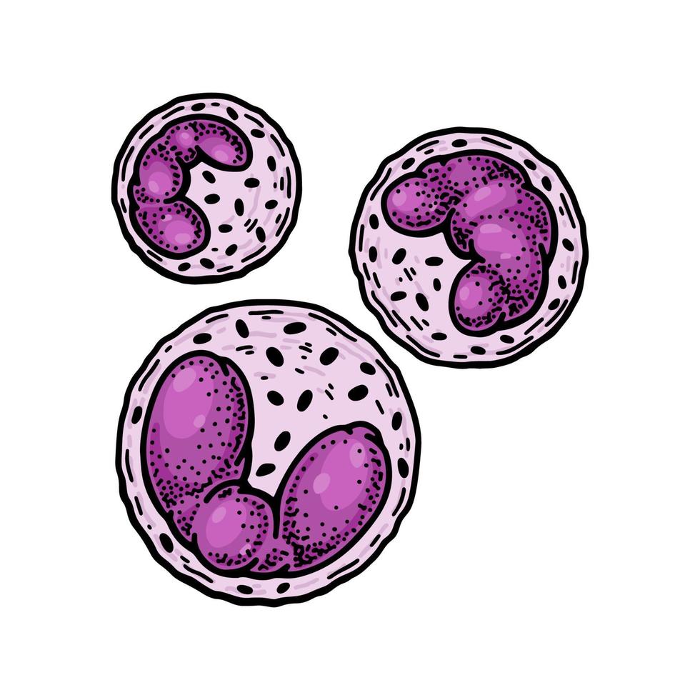 Basophil Leukozyten Weiß Blut Zellen isoliert auf Weiß Hintergrund. Hand gezeichnet wissenschaftlich Mikrobiologie Vektor Illustration im skizzieren Stil