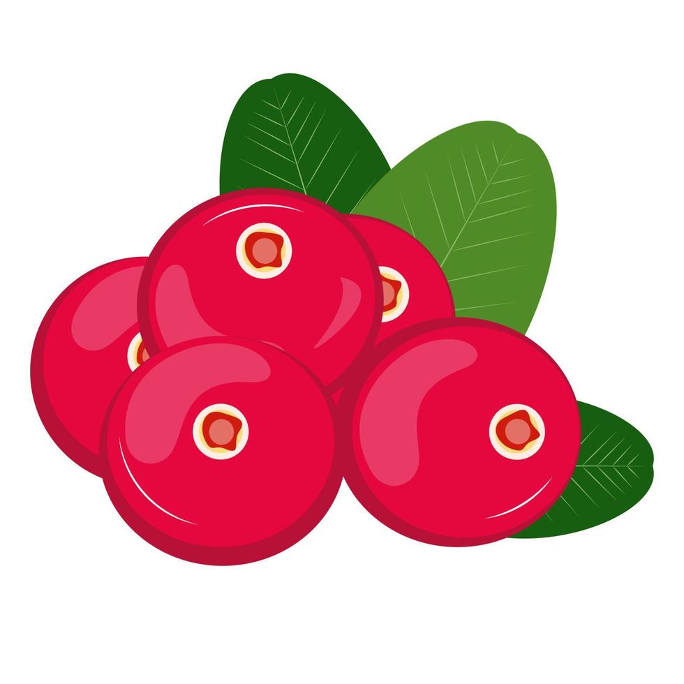 reif Cranberry mit Blätter. Cranberry auf das Weiß Hintergrund. vektor