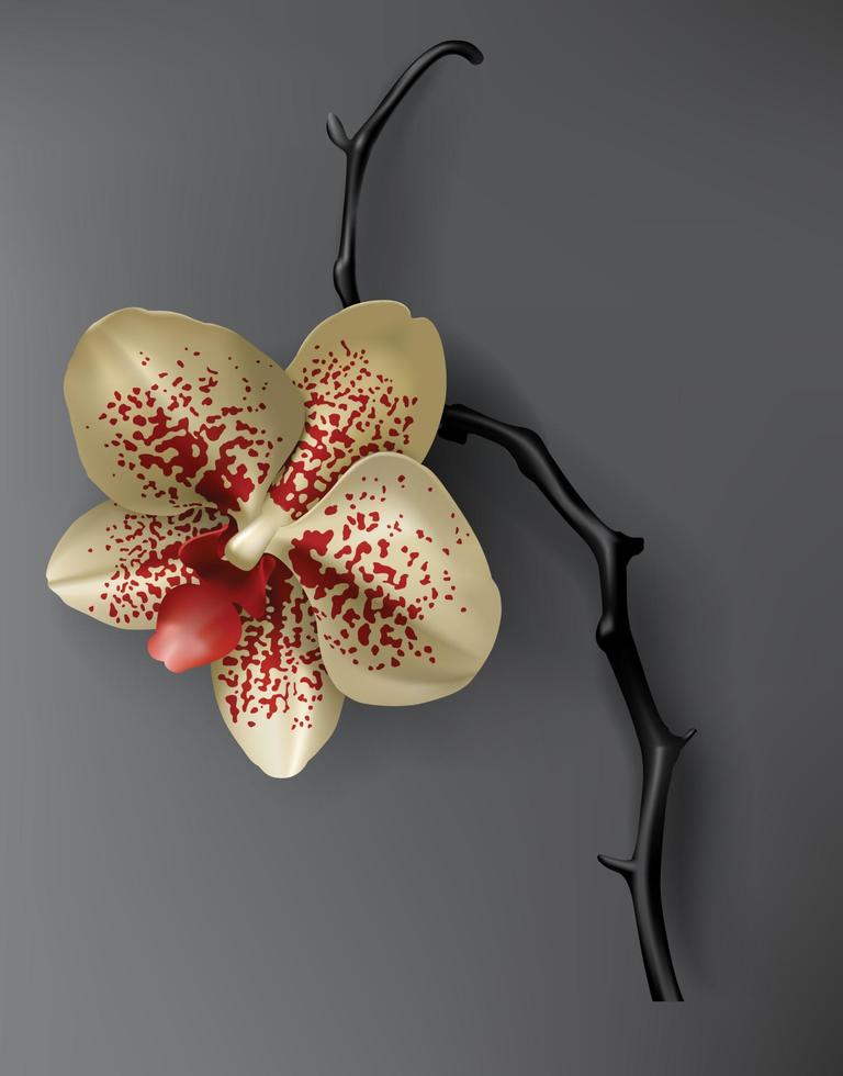 tropisch Schwarz, rot und Gold Orchidee Blume auf dunkel vektor