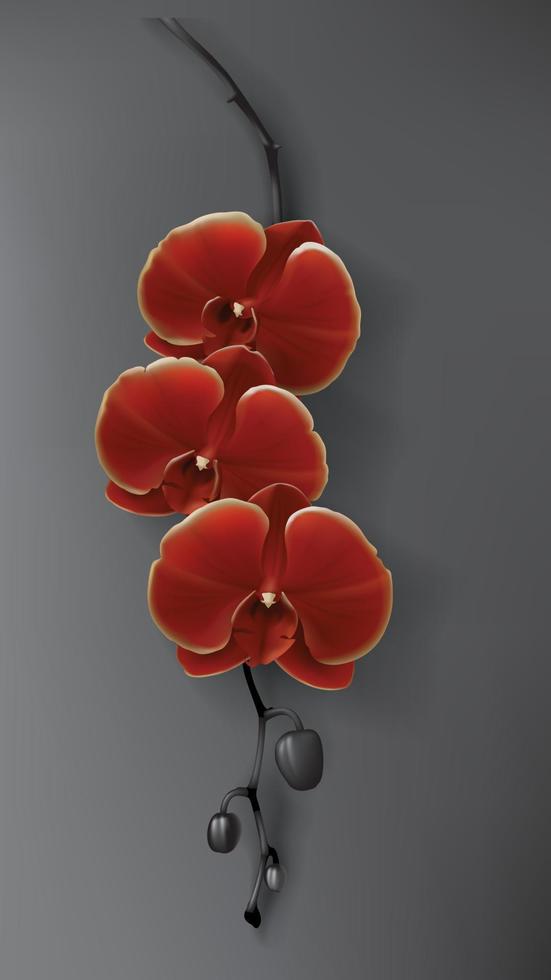 tropisch Schwarz, rot und Gold Orchidee Blume auf dunkel vektor
