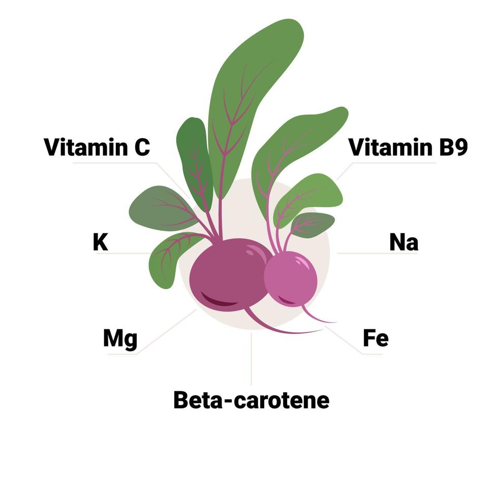 vektor rödbeta med dess konstituerande vitaminer och mineraler, Inklusive vitamin c, folat, kalium, mangan, ferrum, betakaroten. pedagogisk hälsa fördelar illustration.