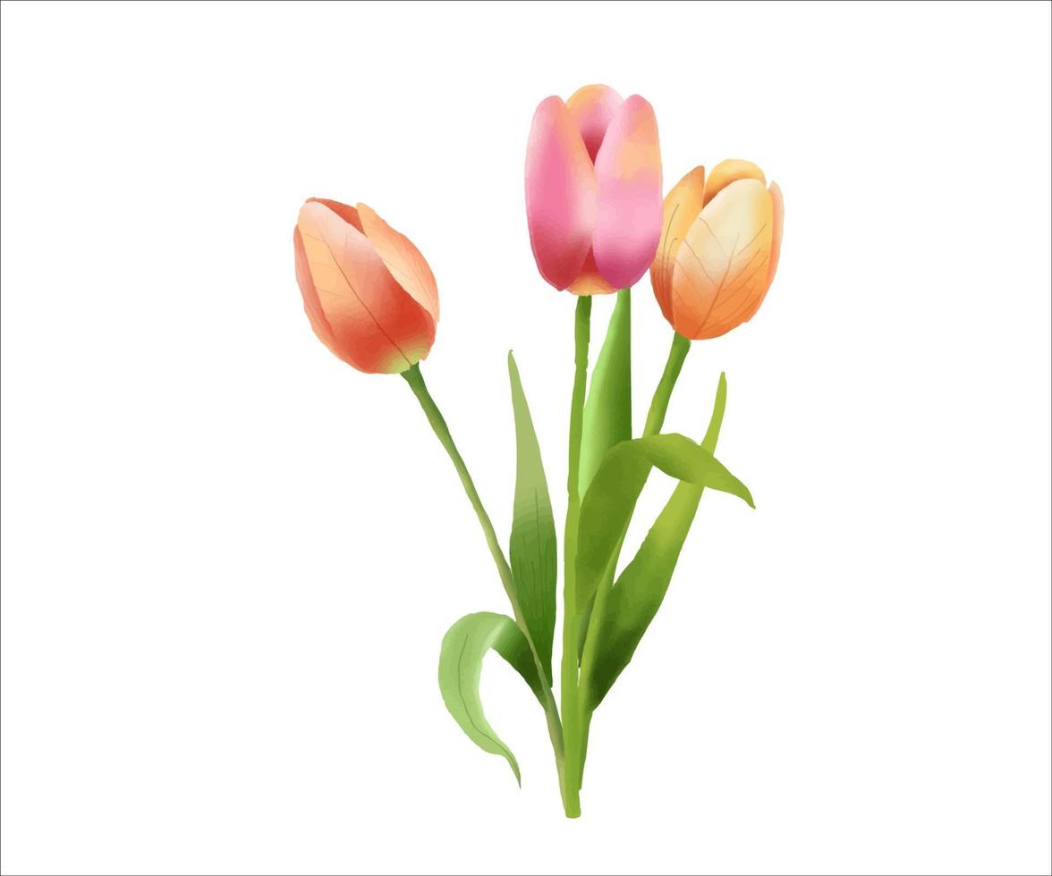 akvarell vackra tulpaner blommor. bukett för gratulationskort. vektor
