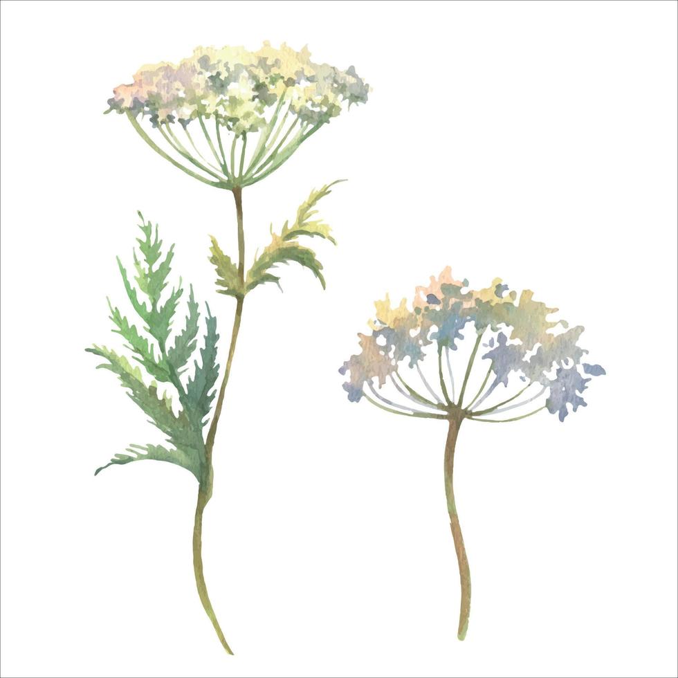 vattenfärg vektor illustration med fält ört, årgång ko persilja blad isolerat på vit