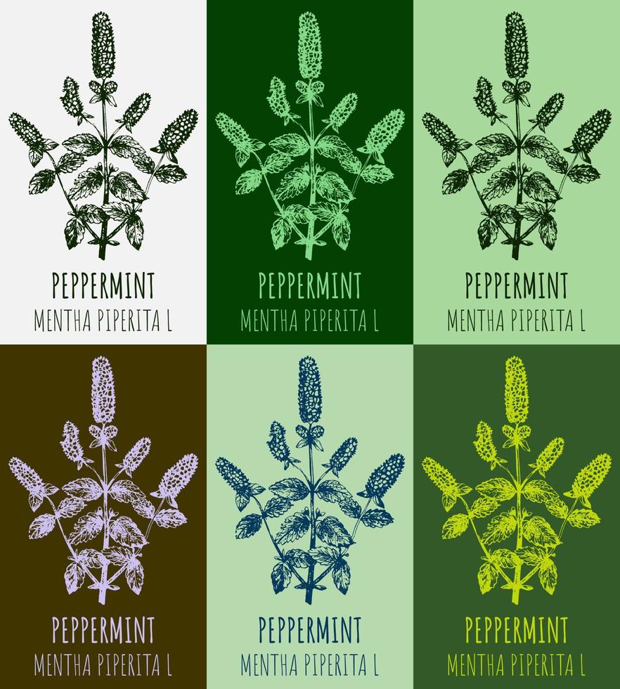 uppsättning av vektor ritningar av pepparmynta i annorlunda färger. hand dragen illustration. latin namn mentha piperita l.