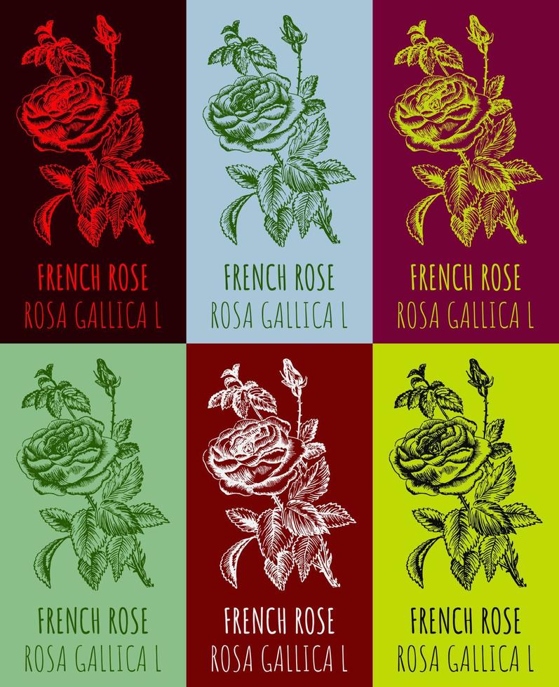 uppsättning av vektor ritningar av en vild reste sig, franska reste sig i olika färger. hand dragen illustration. latin namn rosa gallica l.