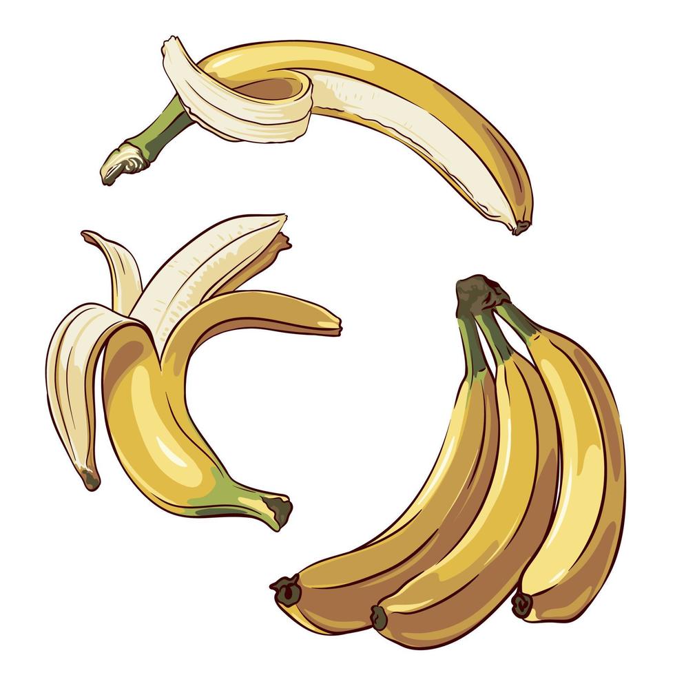 uppsättning av mogen bananer närbild isolerat på vit bakgrund, vektor illustration