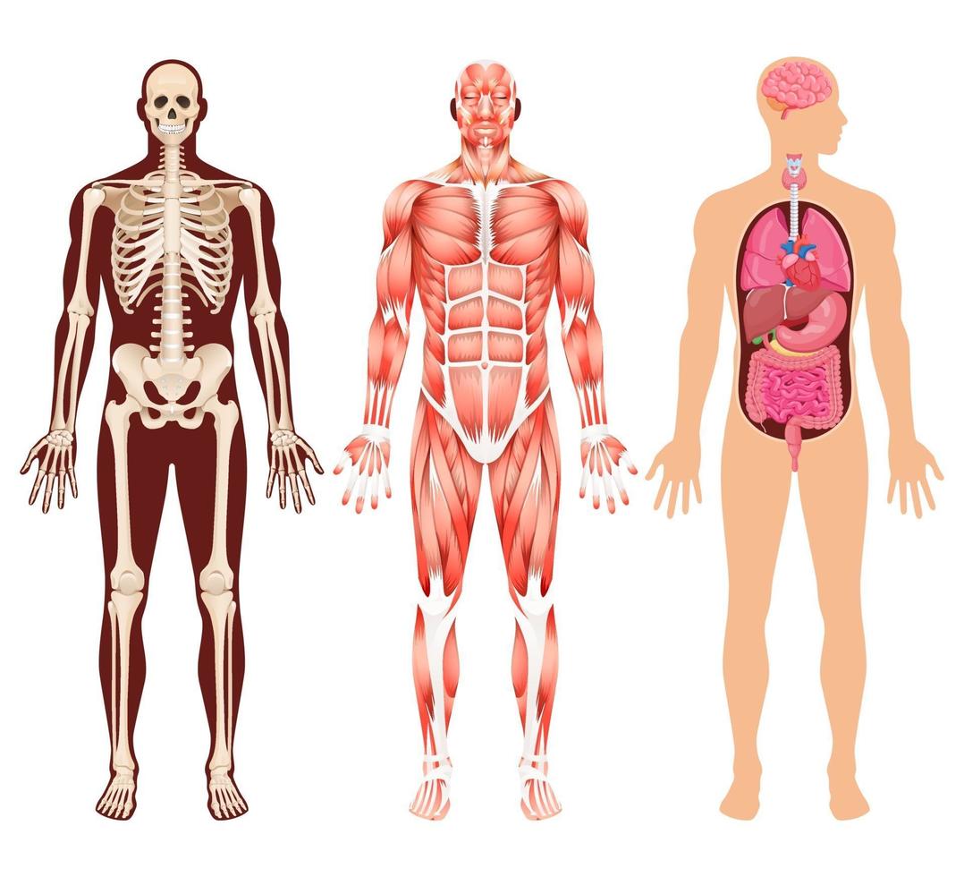 mänskliga organskelett och muskelsystem vektorillustrationer. vektor