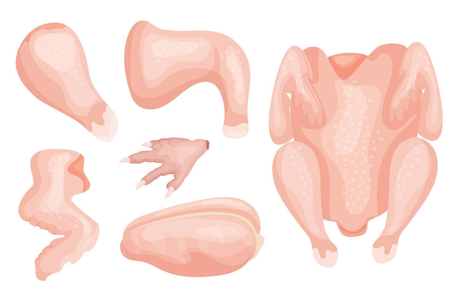 uppsättning av bitar av kyckling kött. filea, ben, kycklingben, vinge. vektor objekt för din använda sig av.