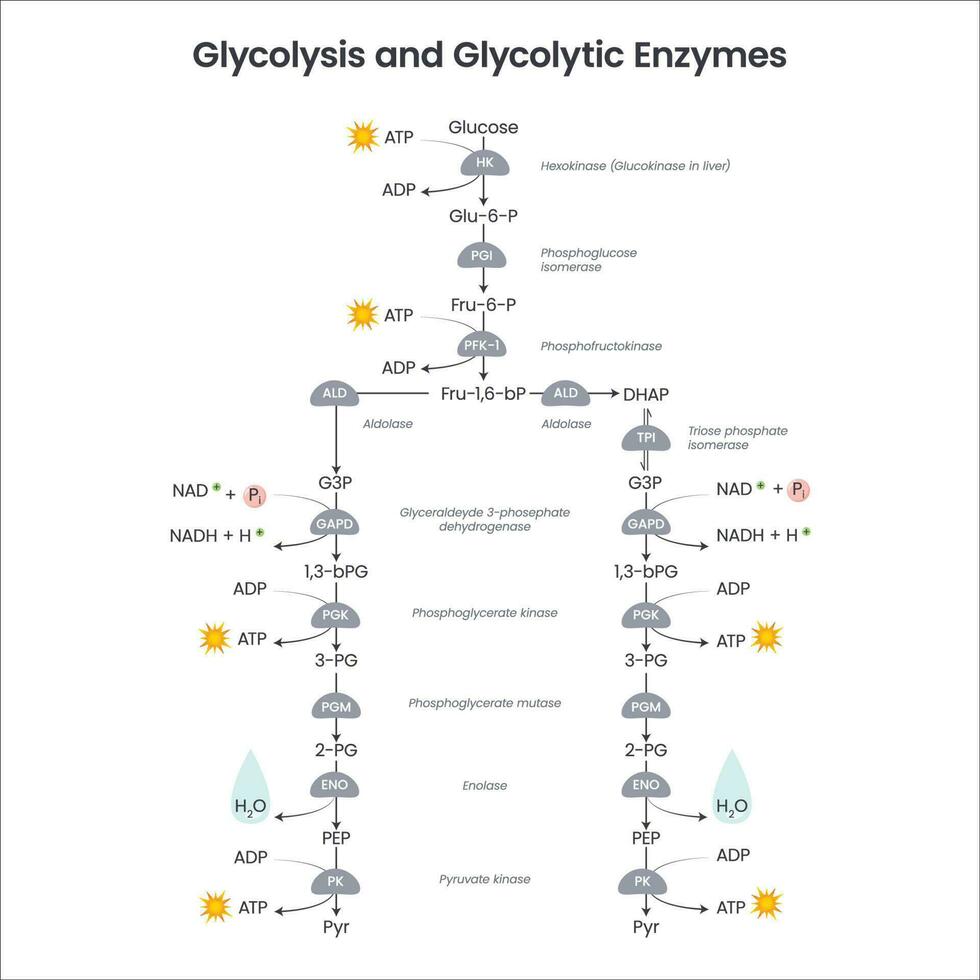 glykolys biokemi vetenskap vektor illustration diagram