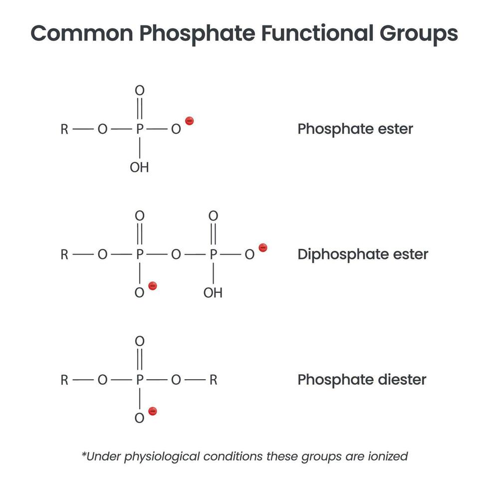 fosfat Jon funktionell grupper biokemi vektor infographic