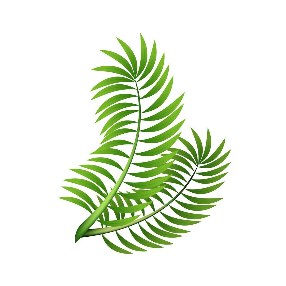 Palme Blätter auf Weiß Hintergrund. Vektor. vektor