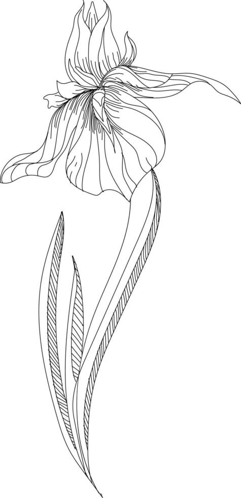 Hand gezeichnet Orchidee Blumen Vektor Illustration. Hand gezeichnet Blume.