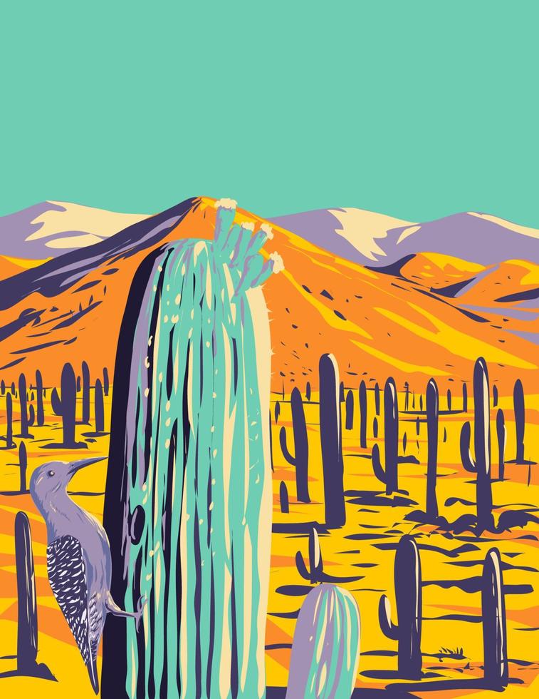 Gila Specht im Saguaro National Park Pimabaumwolle Bezirk Arizona wpa Poster Kunst vektor