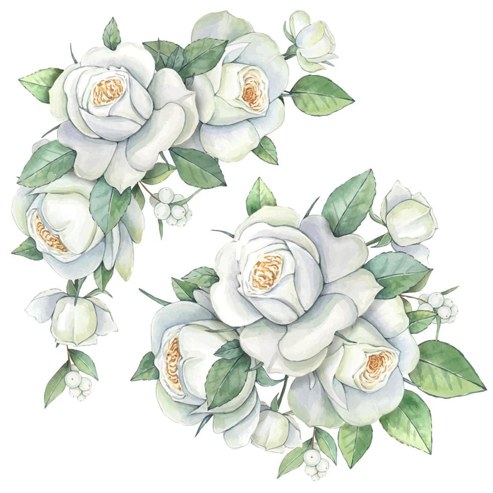 vattenfärg buketter av vit rosor, blommig vektor illustration