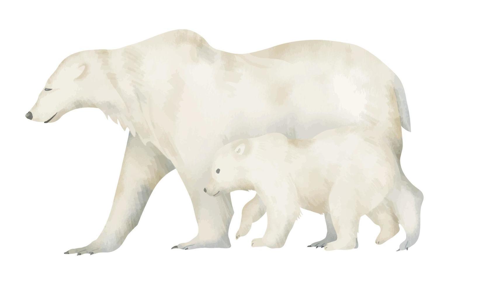 Weiß groß Polar- Bär mit wenig Jungtier. Hand gezeichnet Aquarell Illustration von Säugetier Tier mit Baby auf isoliert Hintergrund. groß Arktis wild ursa. Zeichnung zum ökologisch Postkarten im Pastell- Farben vektor