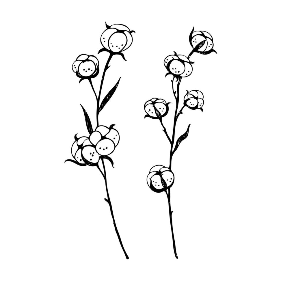 bomull grenar växter med elegant löv. botanisk illustration av bomull blommor. ritad för hand uppsättning med blommor. design element. vektor