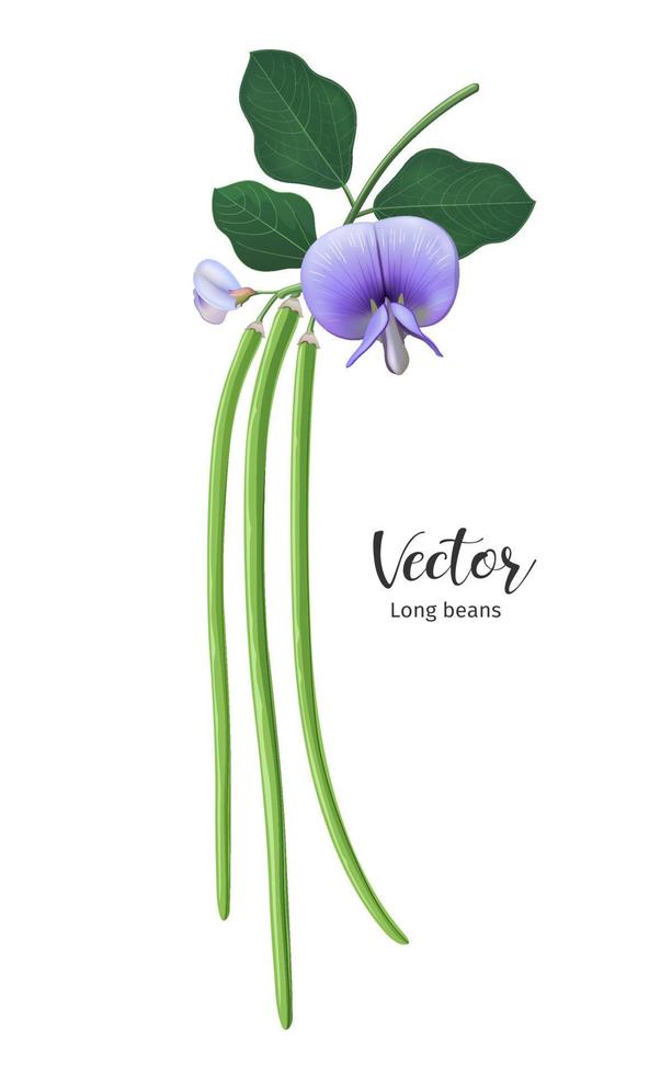 lång bönor färsk med löv och blomma design, isolerat på vit bakgrund, eps 10 vektor illustration