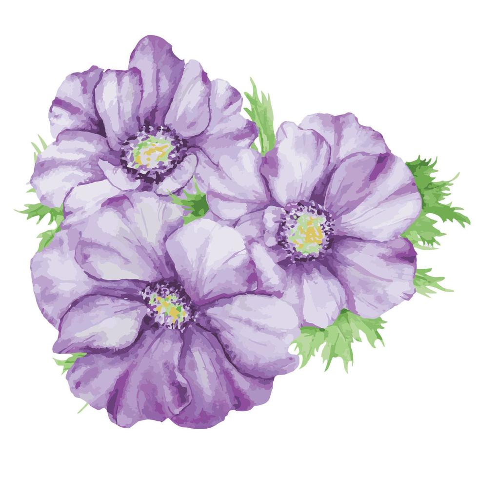 Aquarell Hand gezeichnet isoliert lila Anemonen mit Grün Blätter vektor