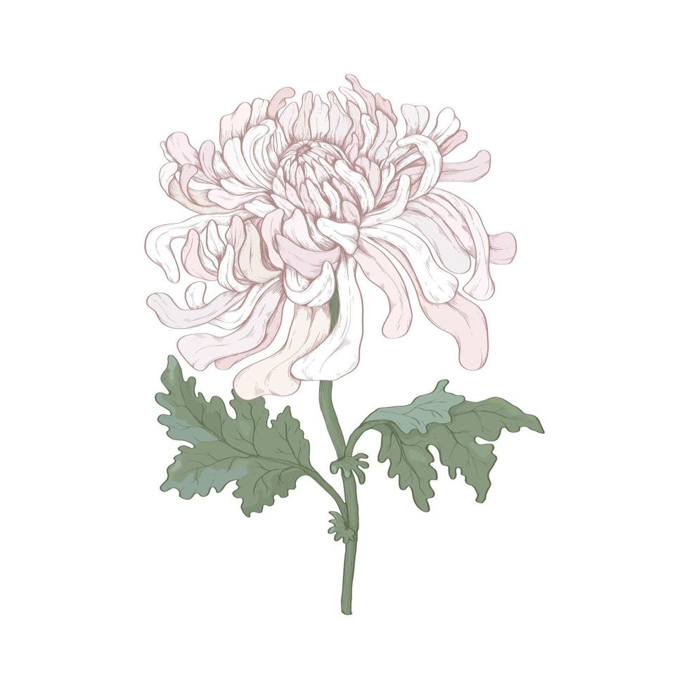 einer Rosa Chrysantheme Blume. zum jene geboren im November, Mauer Kunst. vektor