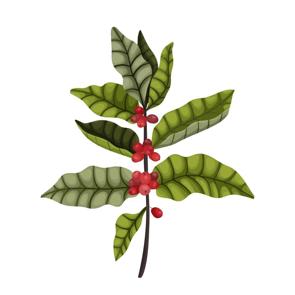 isolera på en vit bakgrund vertikal gren av en kaffe träd med bär och löv i en tecknad serie stil. mörk grön löv och röd kaffe bär för förpackning och reklam design. vektor