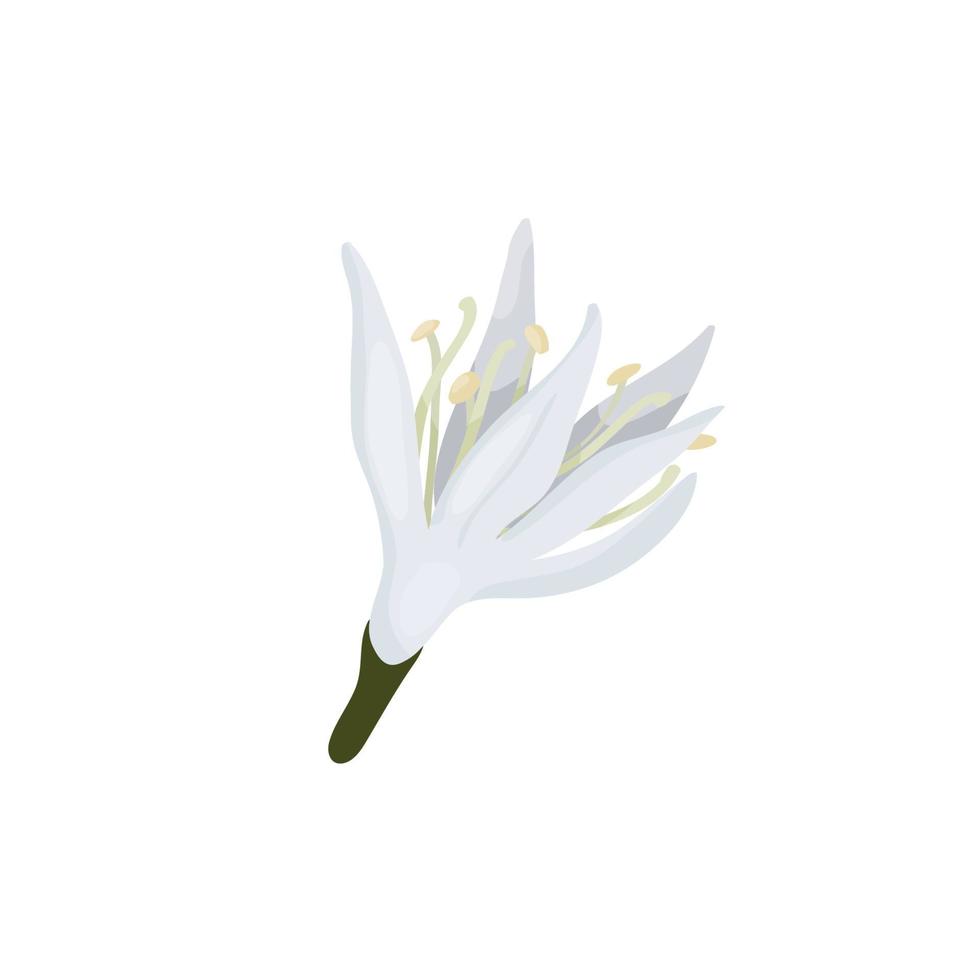 knopp av kaffe blomma isolera på en vit bakgrund kaffe träd i tecknad serie stil. delikat vit kronblad av en kaffe blomma. vektor