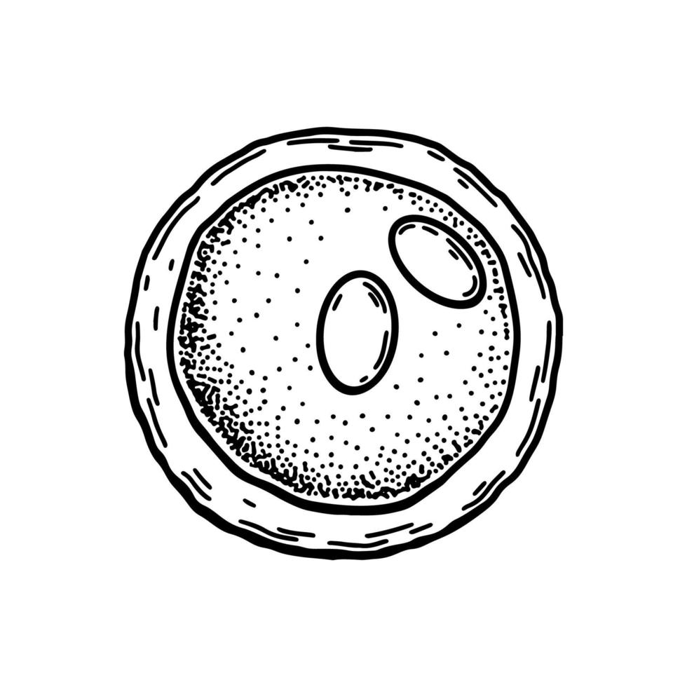 lymfoblast blod cell isolerat på vit bakgrund. hand dragen vetenskaplig mikrobiologi vektor illustration i skiss stil