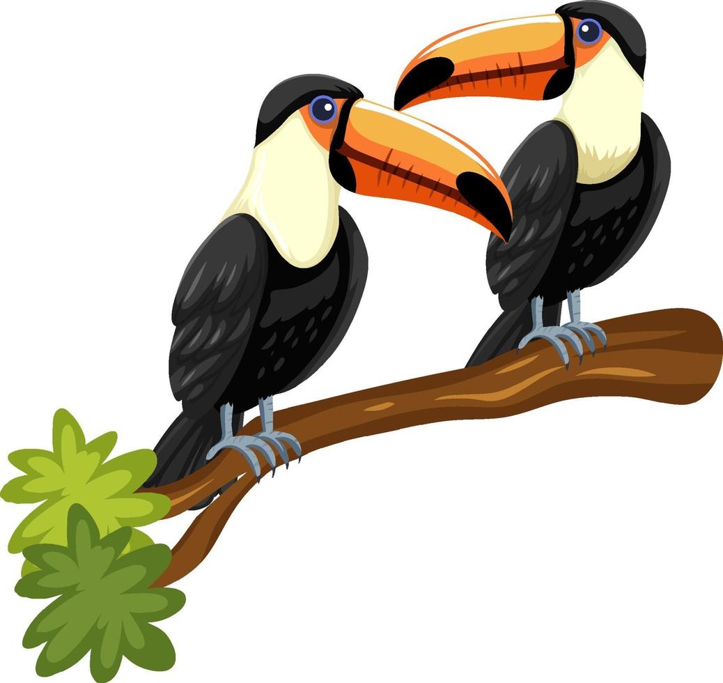 Tukanvögel auf einem Zweig lokalisiert auf weißem Hintergrund vektor