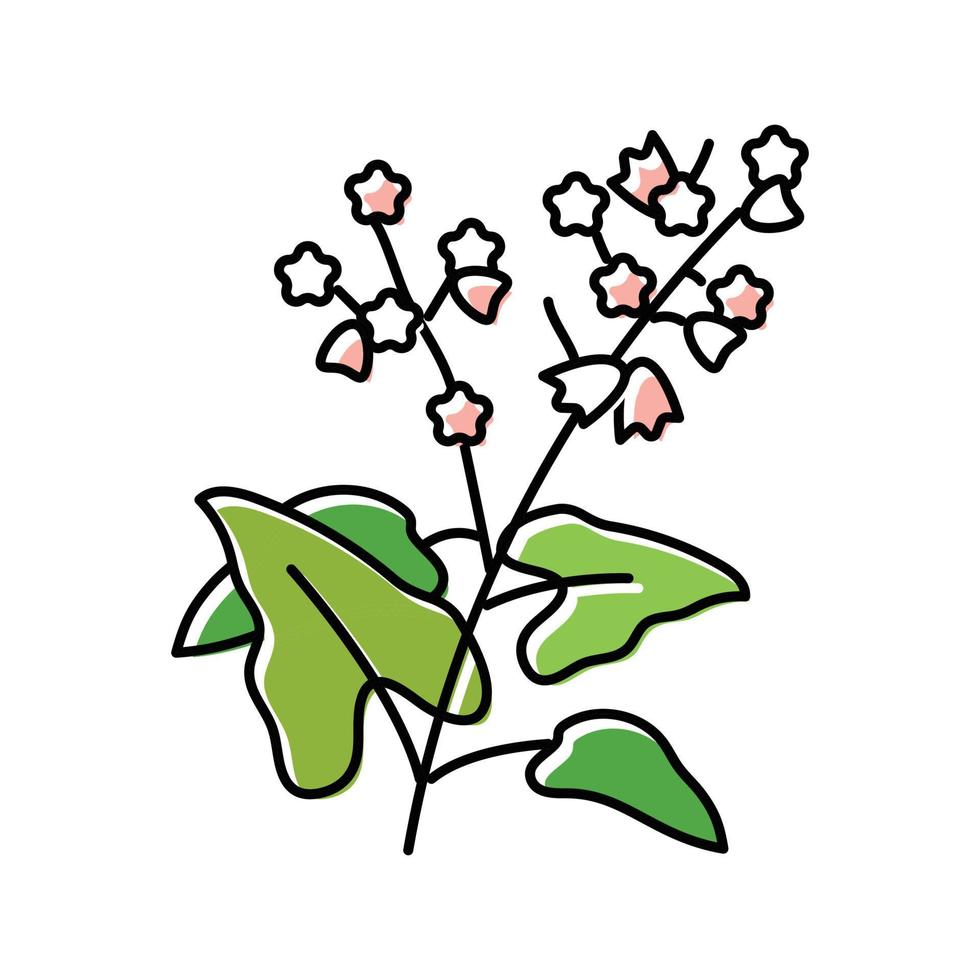 Buchweizen Pflanze gesund Farbe Symbol Vektor Illustration
