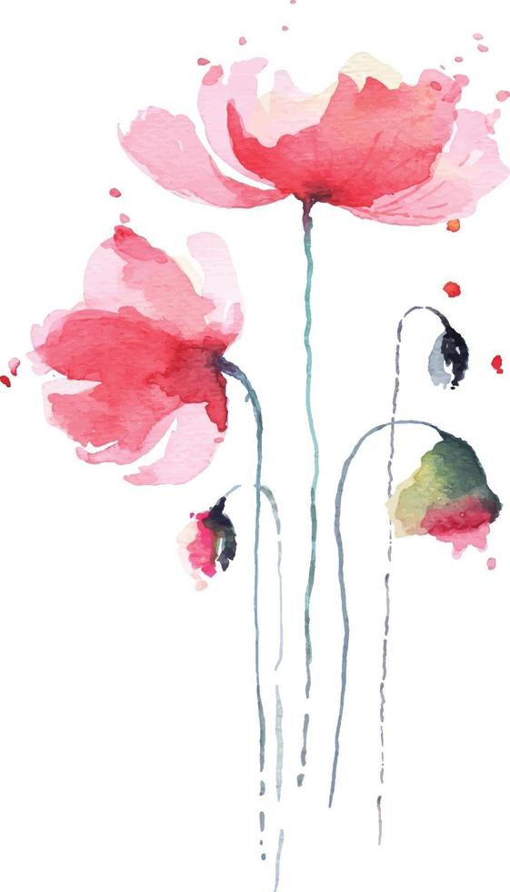 Abbildung Mohn Aquarell 2 vektor