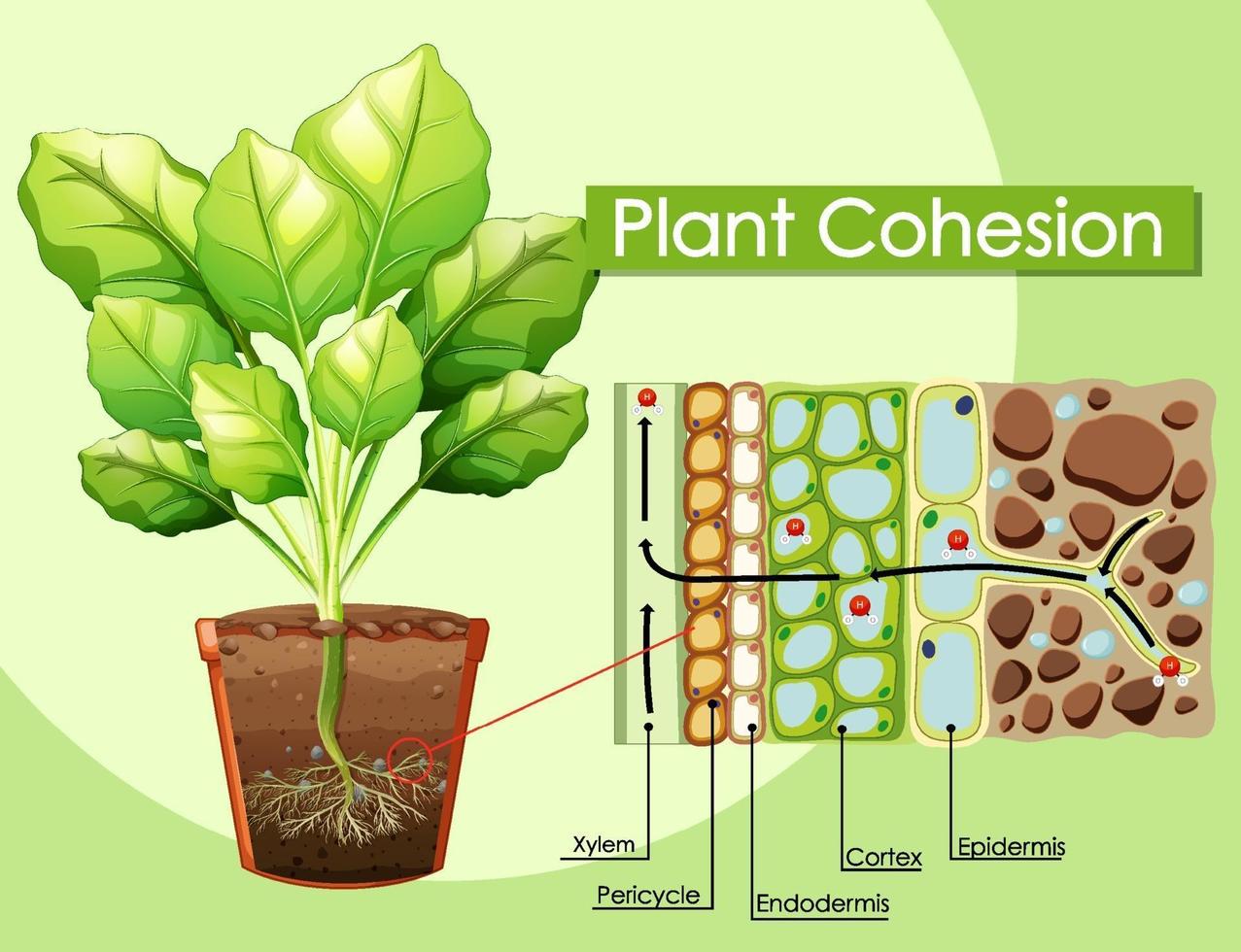 diagram som visar växt sammanhållning vektor
