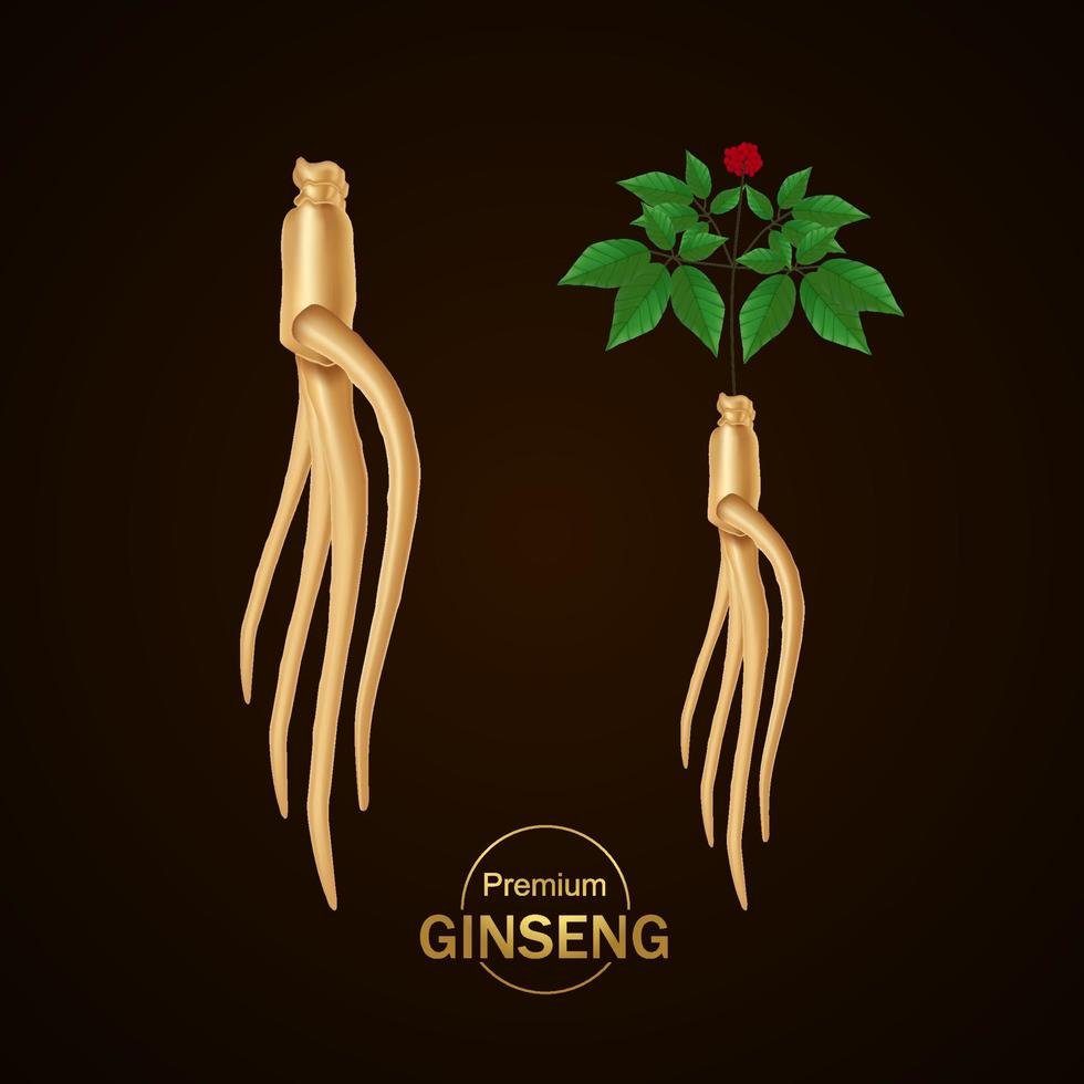 premie ginseng vektor illustration