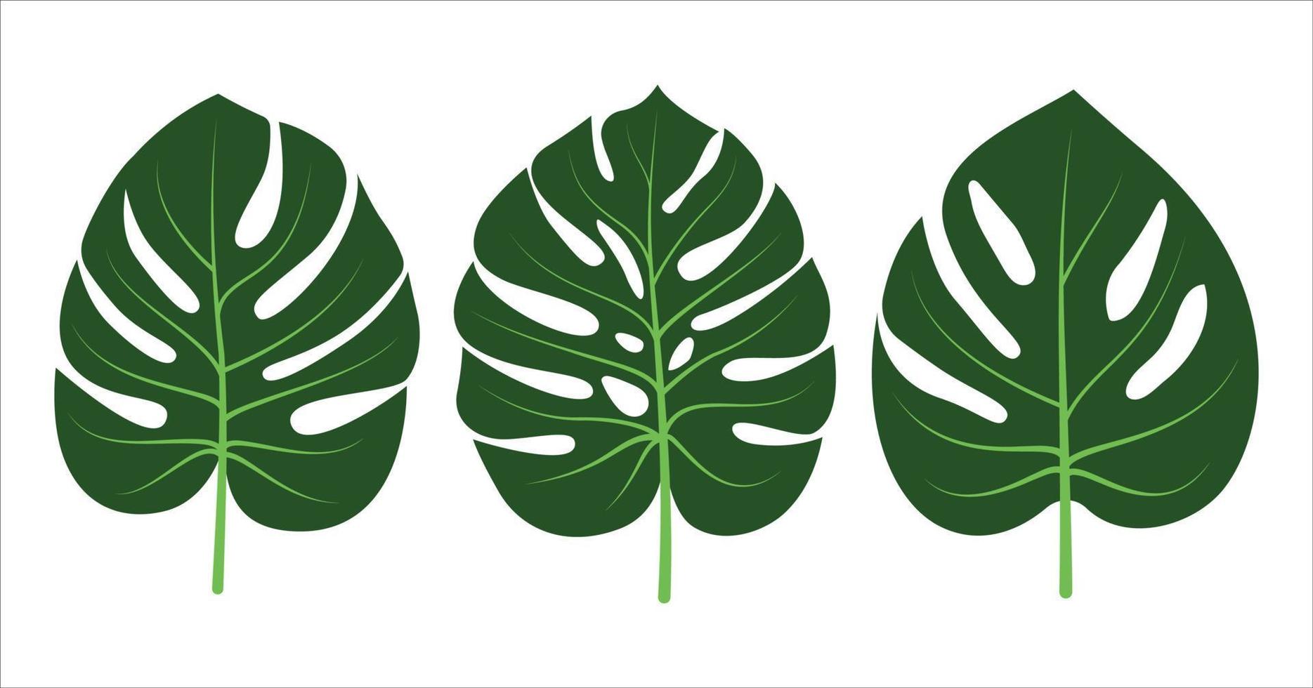 monstera löv ikon uppsättning samling. monstera tropisk växt ikon. monstera deliciosa löv ikon packa . vektor illustration