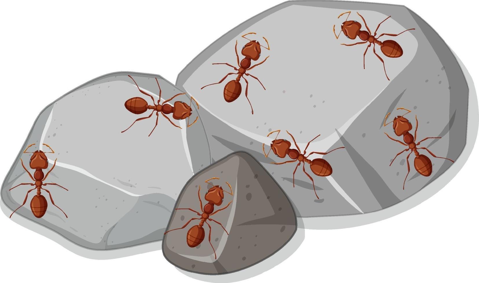 Draufsicht auf viele, viele rote Ameisen auf Steinen vektor