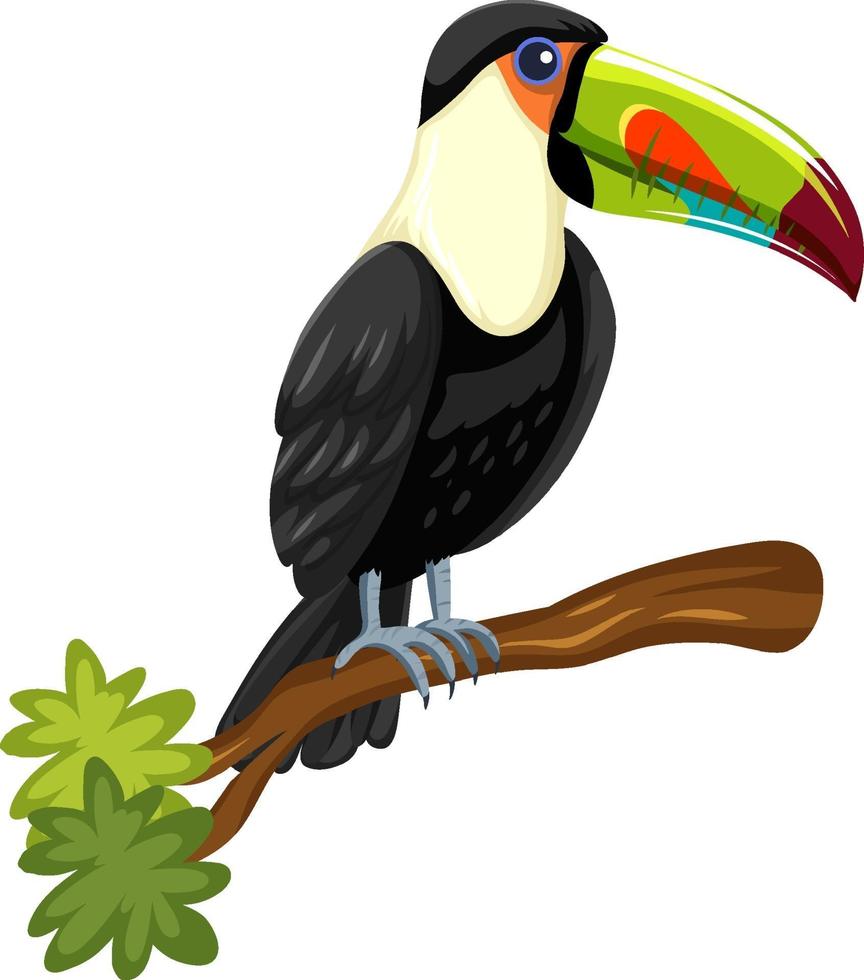 Tukanvogel auf einem Zweig lokalisiert auf weißem Hintergrund vektor