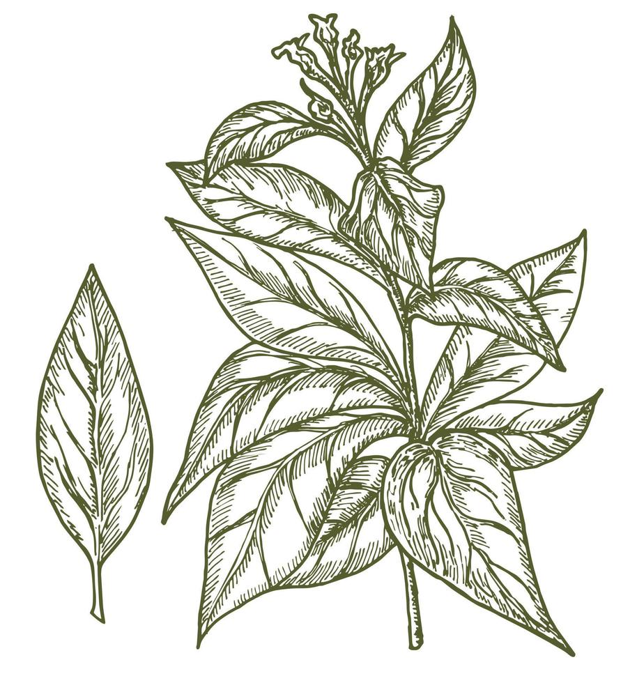 Tabak Pflanze. Tabak Nicotiana Tabak, Jahrgang graviert Illustration. botanisch mit Blätter und Blumen. zum Geschäft Etikett, Emblem, Zeichen, Verpackung vektor