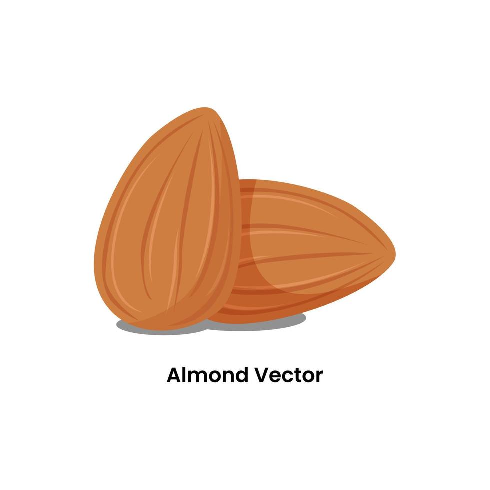 mandlar torr frukt illustration grafisk design vektor
