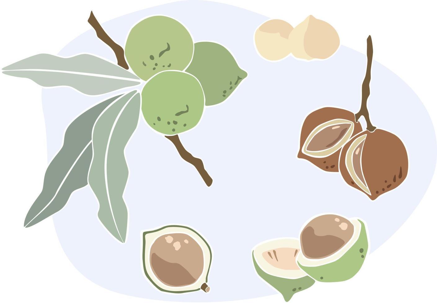 macadamia nötter modern platt vektor illustration uppsättning. grön nötter på gren med löv, frön och skalade nötter. pastell Färg design element samling.