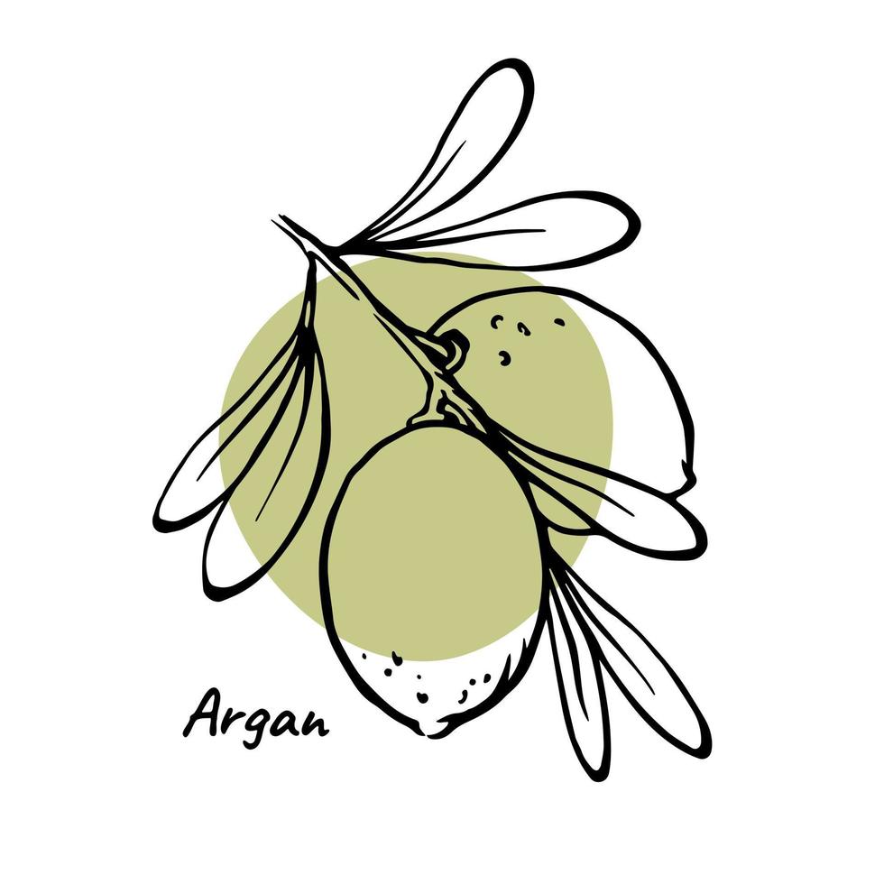 modern argan design nötter på gren med löv och grön abstrakt Färg fläck. vektor illustration för argan olja, kosmetisk och skönhet produkt paket design.