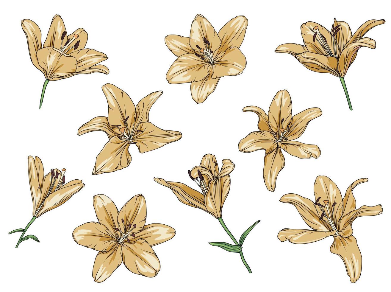 Vektor einstellen von gezeichnet Gelb Lilien auf ein transparent Hintergrund. Lilie Blume botanisch Illustration