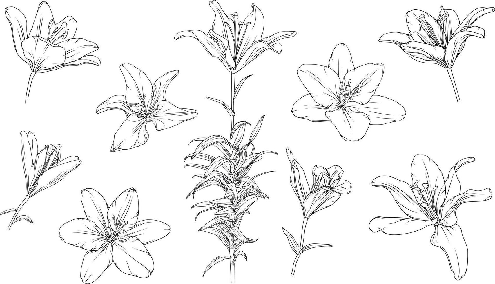 einstellen von Hand gezeichnet schwarz Gliederung Lilie Blumen isoliert auf Weiß Hintergrund vektor
