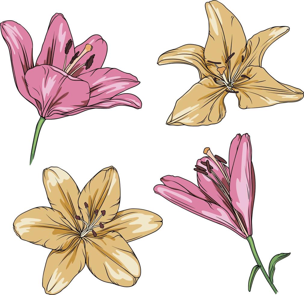 vektor teckning av rosa och gul liljor på en transparent bakgrund. lilja blomma botanisk illustration