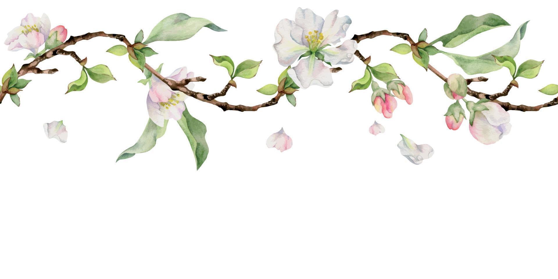 hand dragen vattenfärg äpple blommor, grenar och löv, vit, rosa och grön. sömlös horisontell baner. isolerat på vit bakgrund. design för vägg konst, bröllop, skriva ut, tyg, omslag, kort. vektor