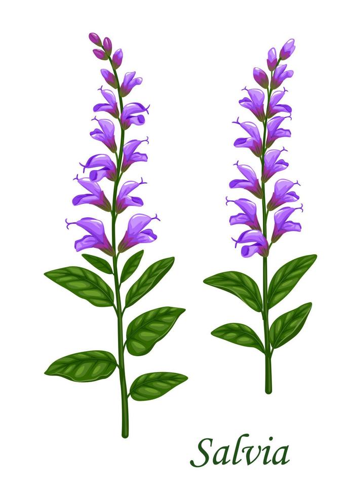 salvia eller salvia ört med grön löv och blommor vektor