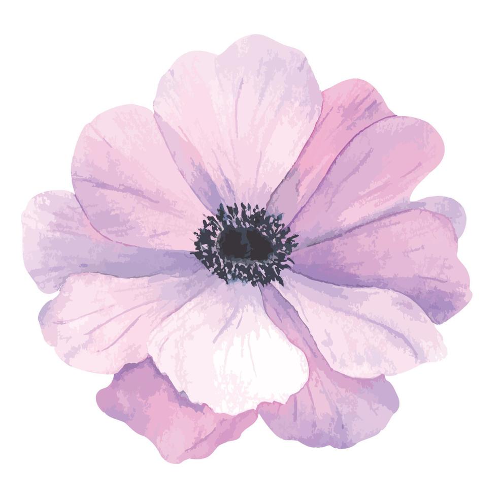 handmålad vektor blomma av anemon i årgång stil. dess perfekt för hälsning kort, bröllop inbjudan, födelsedag och mödrar dag kort. vattenfärg botanisk illustration isolerat.