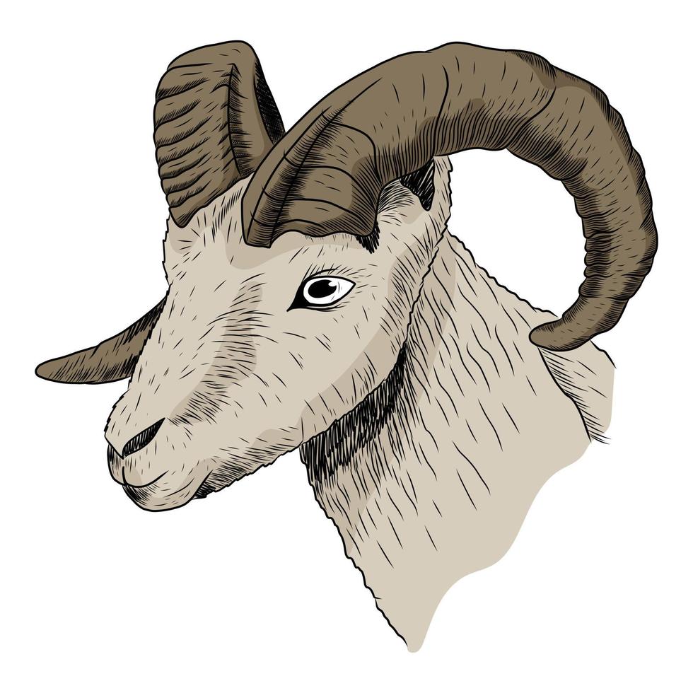 das Kopf von ein RAM mit verdrehte Hörner. Vektor isoliert skizzieren Illustration von inländisch oder wild Tier.