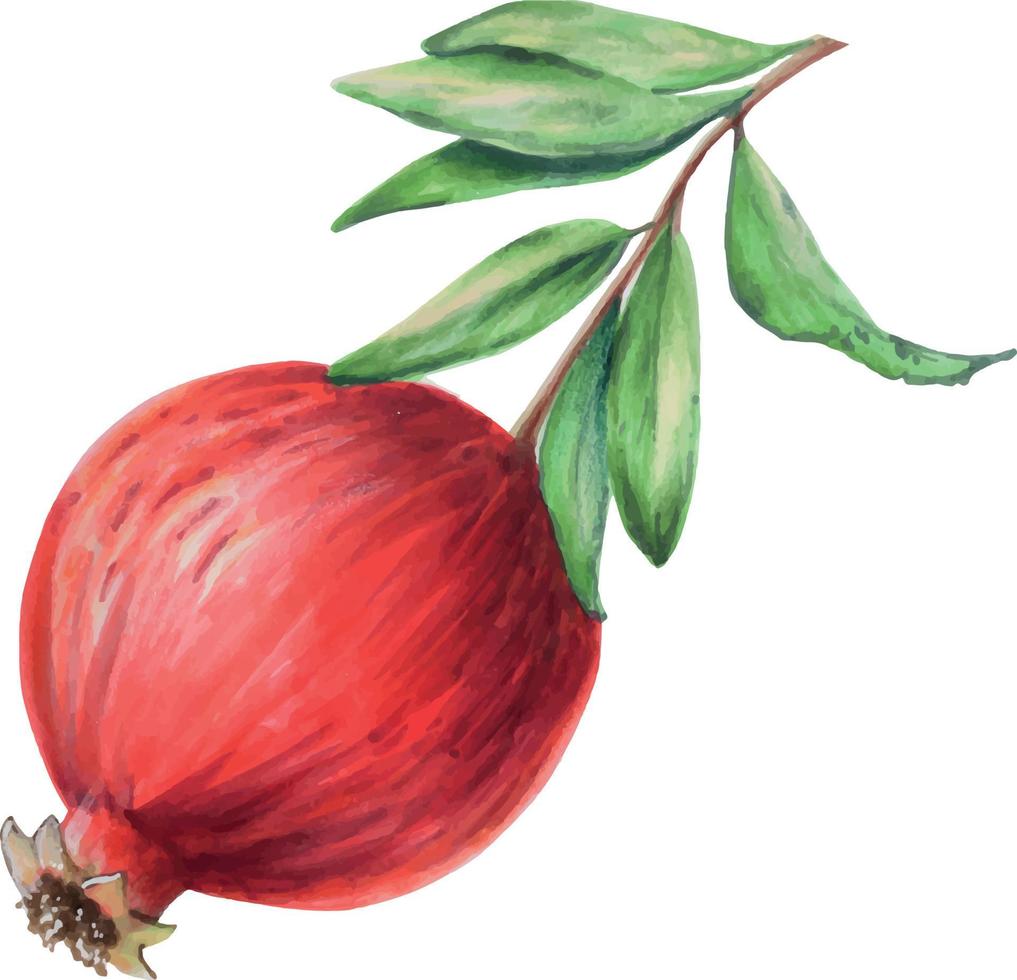 Aquarell reif Granatapfel Hälfte geschnitten, Granatapfel Samen. Hand gezeichnet realistisch lecker Granat rot Obst isoliert auf Weiß Hintergrund. zum Designer vektor