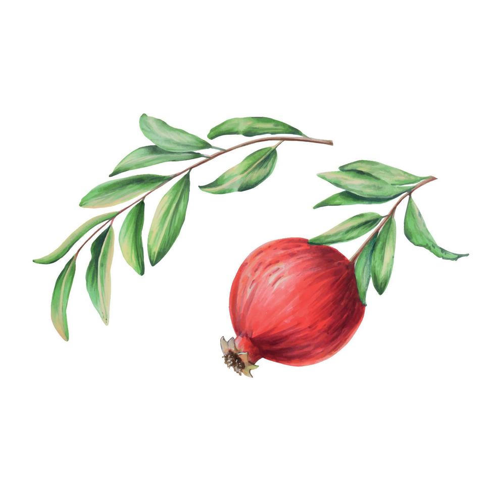 vattenfärg mogen granatäpple halv cutted med en gren. hand dragen realistisk gott granat röd frukt isolerat på vit bakgrund vektor